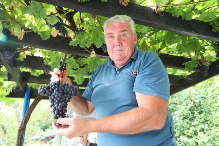 Sladki grozdi v kamniškem Parku Evropa (2)